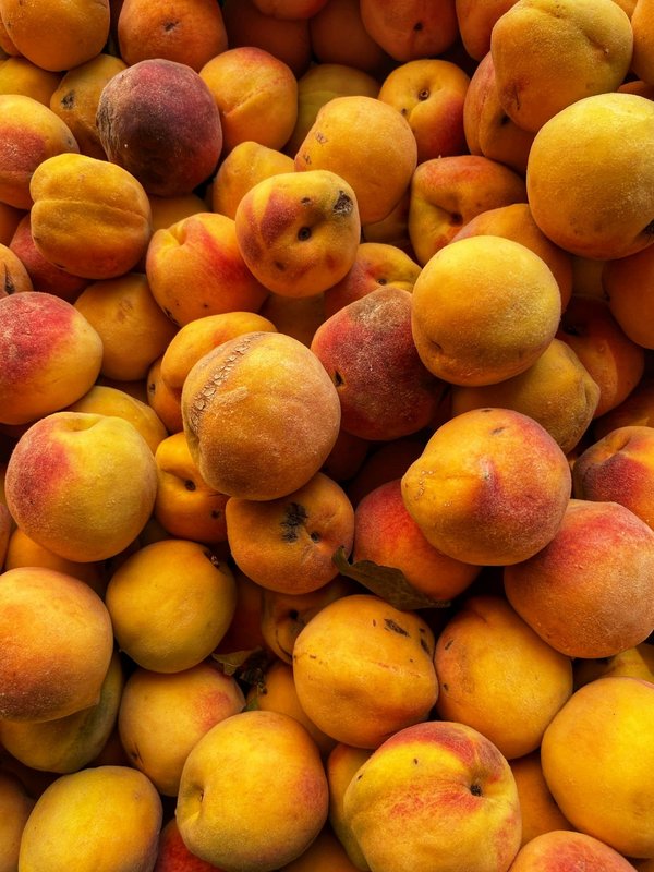 Où trouver les meilleures expériences de pêche à la truite en Patagonie?